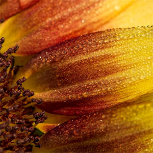Closeup of dew on sunflower petals