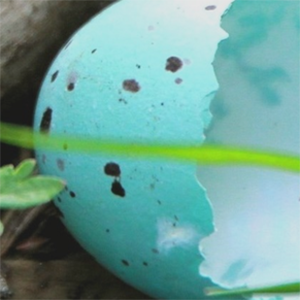 An empty robin's egg shell
