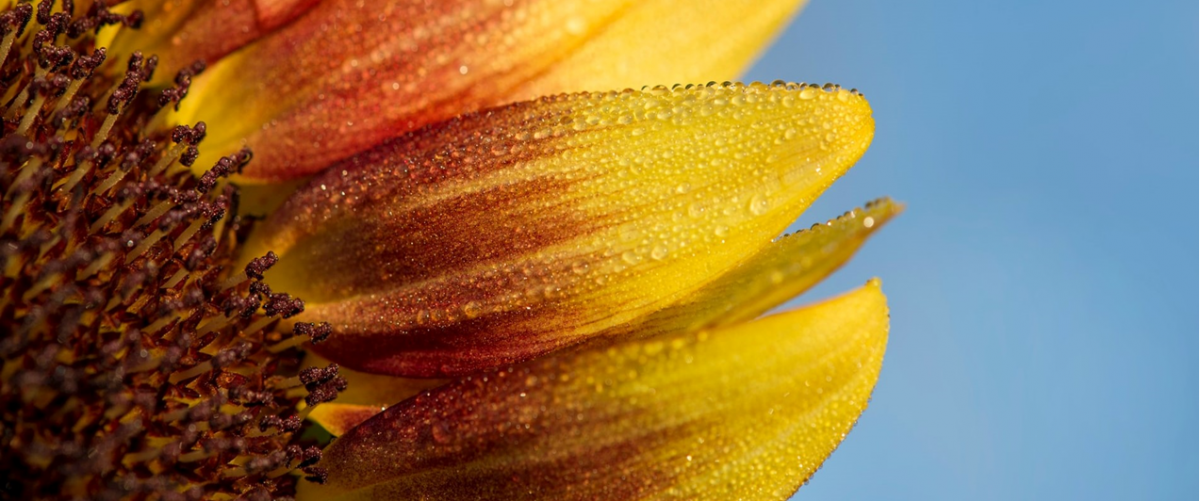 Yellow and red flower petals against a blue sky