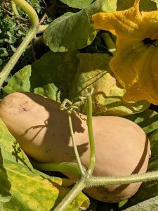 Butternut squash and squash blossom