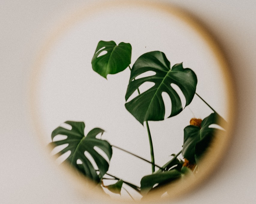 A wall mirror reflecting part of a houseplant