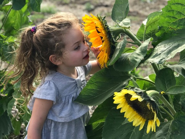 A young girl wearing a gray dress with her hair in a ponytail smells one of two large sunflowers. 